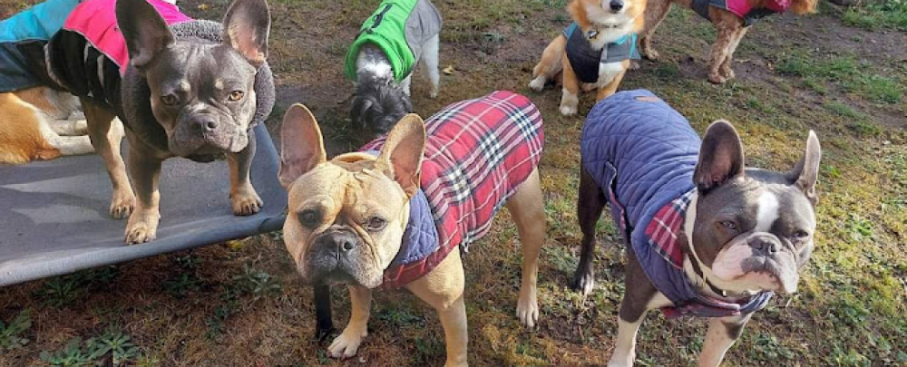 Peewee Pups Doggy Daycare cover
