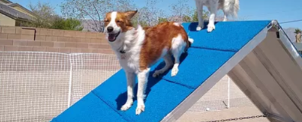 Confident Canines LLC cover
