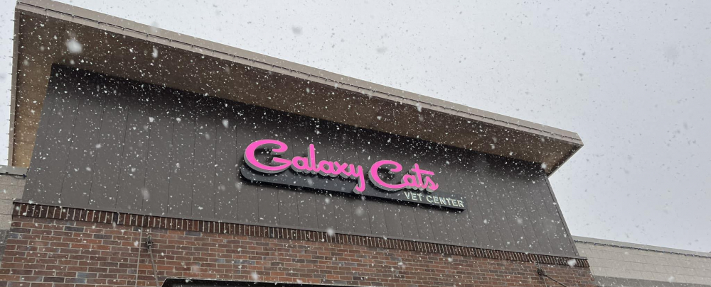 Galaxy Cats Vet Center cover
