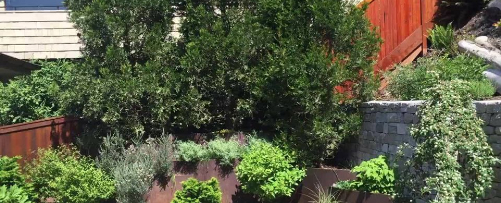 Borrowed Ground cover