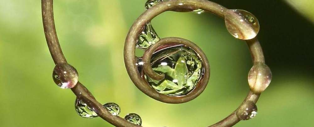 Circle of Life Holistic Care cover