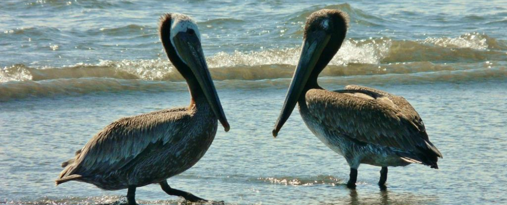 The Painted Pelican cover