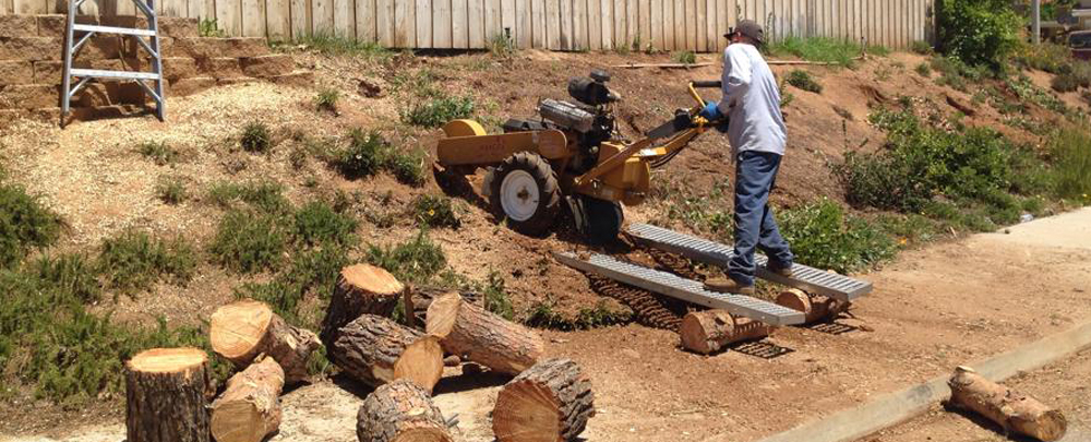 Fernando's Tree Services cover