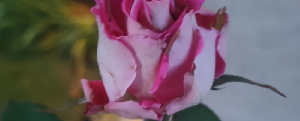 Thomasina Delivery & Photography Freelancer cover