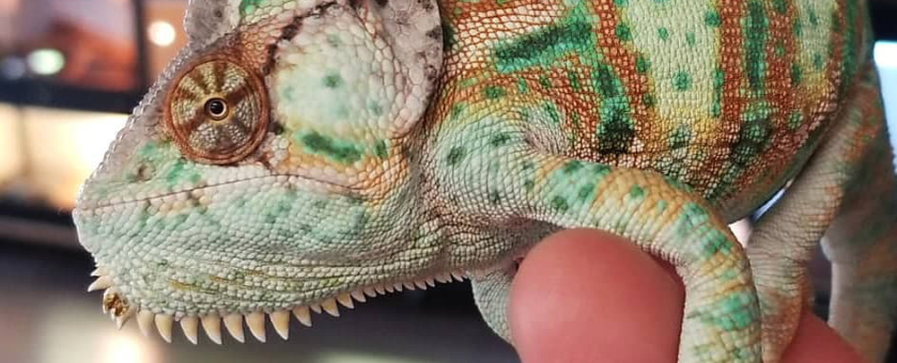 Paramount Reptile Shows | Paramount CA | Goodviser