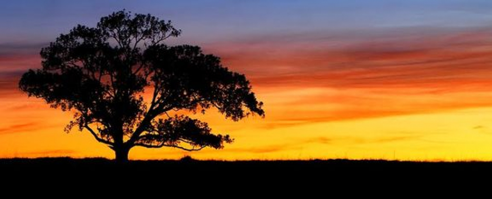 Tom's Landscaping cover