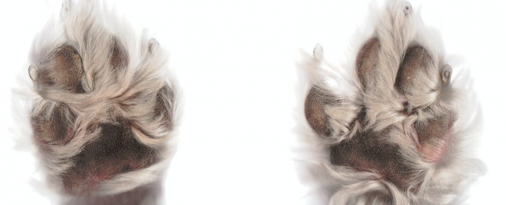 Fursac Grooming Salon cover