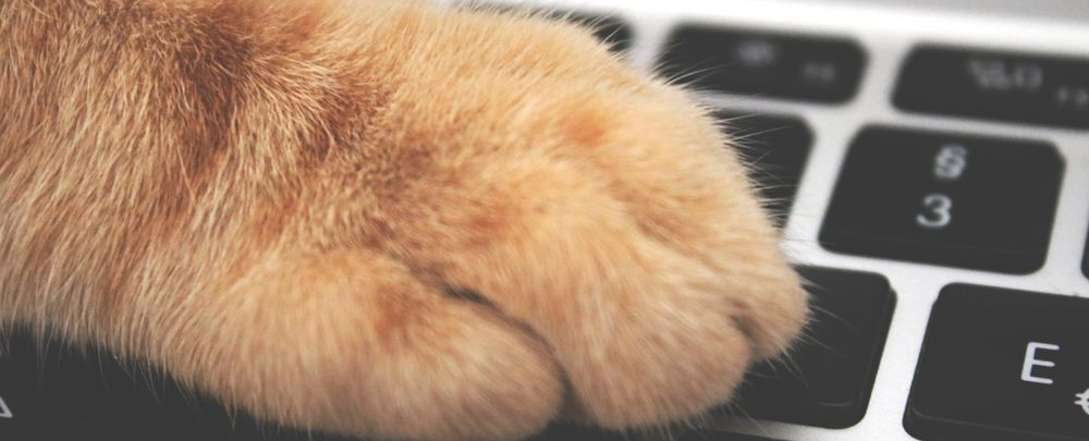 Bonanza Cat cover