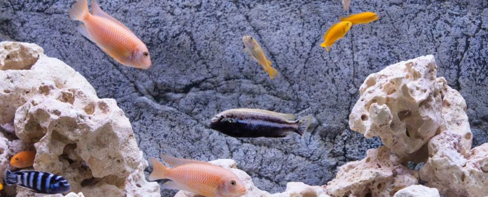 Desert Tropical Aquatics cover