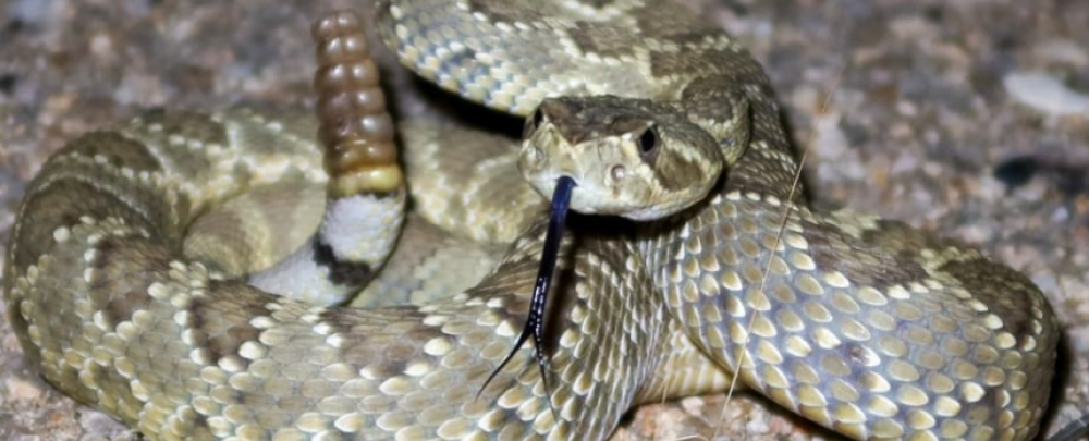 Tim's Rattlesnake Removal cover