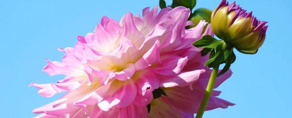 Dahlia Natural Health Clinic cover