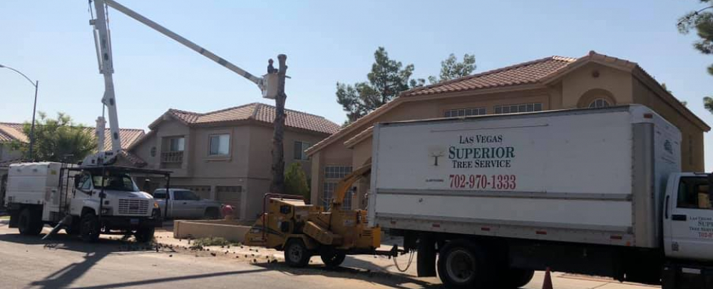 Las Vegas Superior Tree Service cover