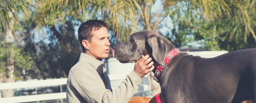 Beckman's Dog Training cover