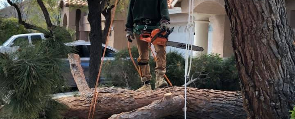 Green Man Tree Service cover