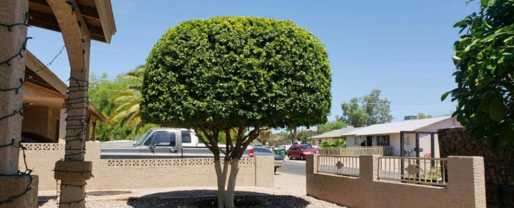 Ivy Tree Service cover