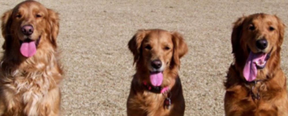Golden Puppies cover