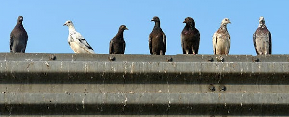Pigeon Control Pros cover