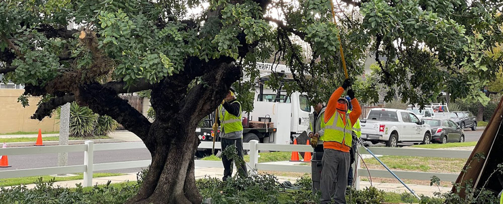 Thrifty Tree Service Inc cover