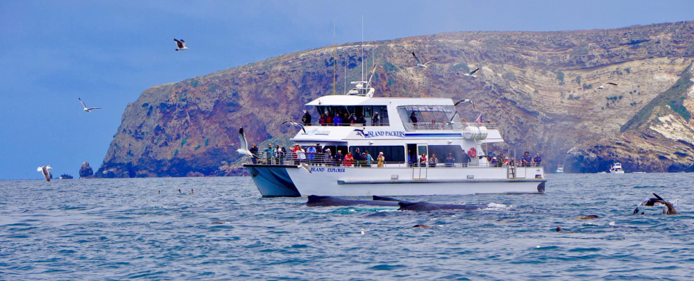 Island Packers Cruises cover
