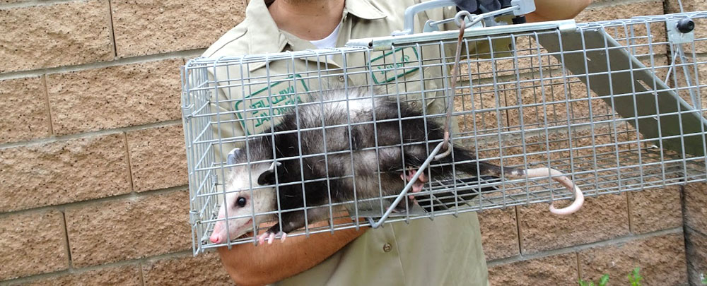 Simi Valley Wildlife Removal cover