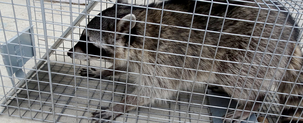 San Diego Raccoon Removal | San Diego CA | Goodviser