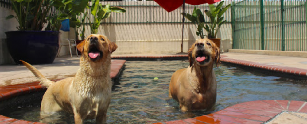 Heavenly Pet Resort, West Covina cover
