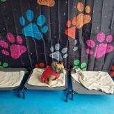 Peewee Pups Doggy Daycare logo