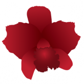 BellaNiecele logo