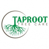 Taproot Tree Care logo