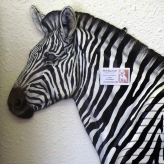 Zebra Computer Repair & Networking logo