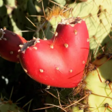 Sonoran Explorin Tours logo