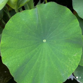 San Diego Pond Solutions logo