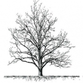 Mesquite Tax LLC logo