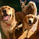 Down-to-Earth Dogs logo