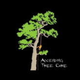 Ascending Tree Care logo
