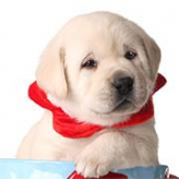Tender Oak Ranch Labradors logo